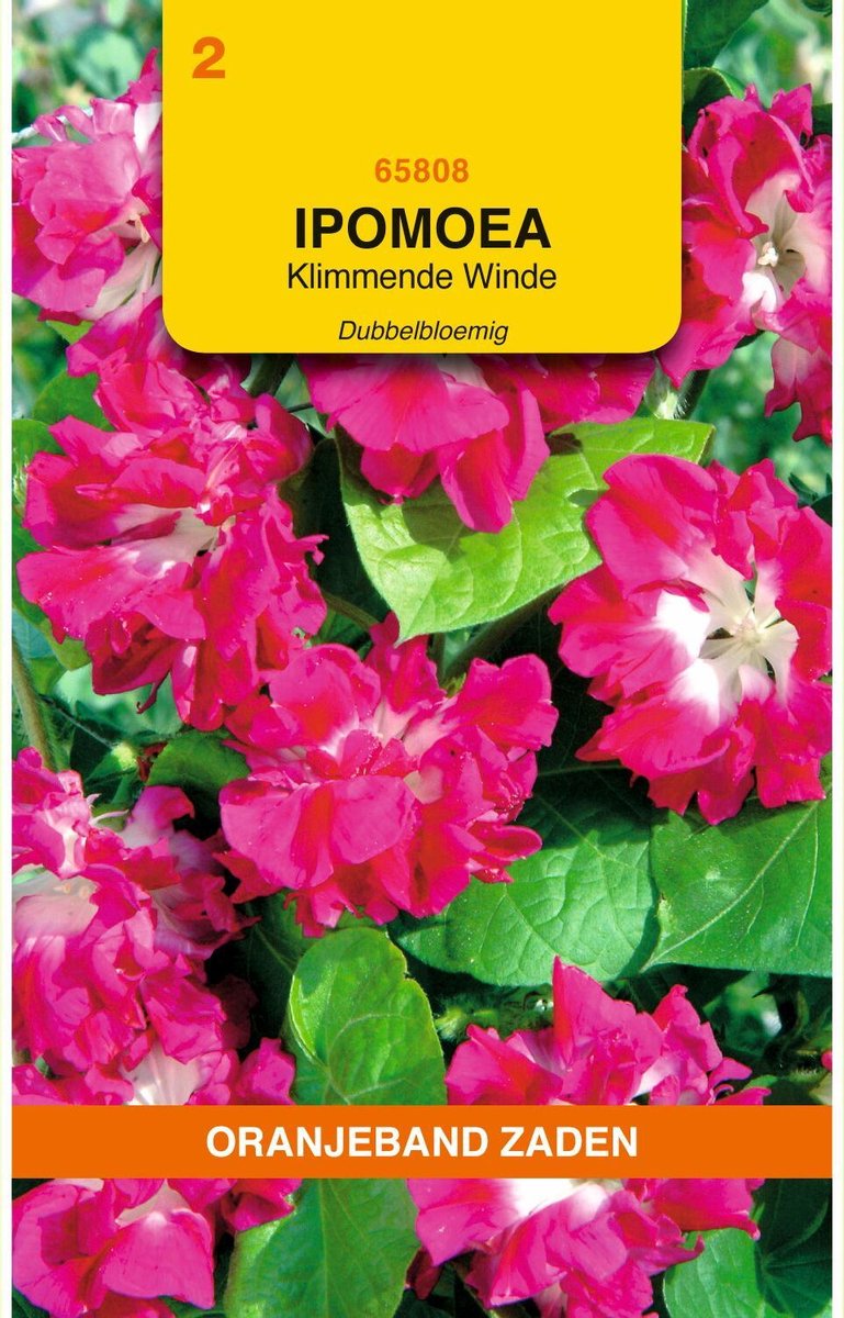 Oranjebandzaden - Ipomoea, Klimmende Winde dubbelbloemig roze
