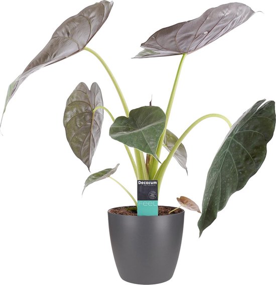Alocasia Wentii met Elho brussels antracite - Hoogte 75cm Potmaat 19 - Bektas Plants