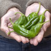 Peper zaden - Pimientos de Padron