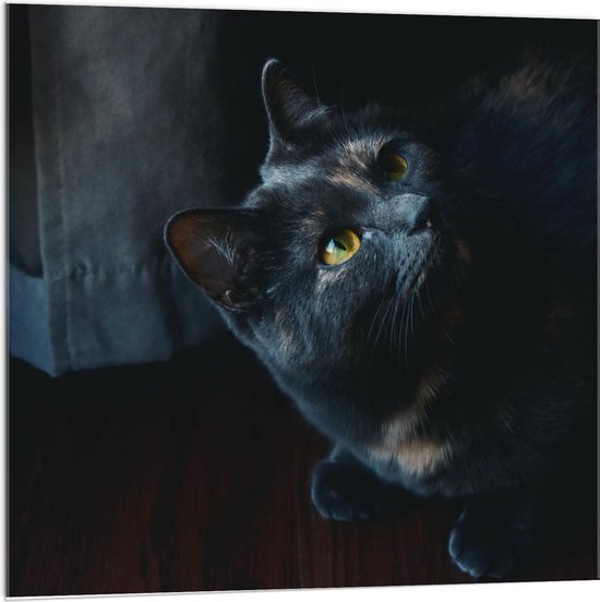Acrylglas - Hoofd van Zwarte Kat met Donkere Achtergrond  - 100x100cm Foto op Acrylglas (Wanddecoratie op Acrylglas)