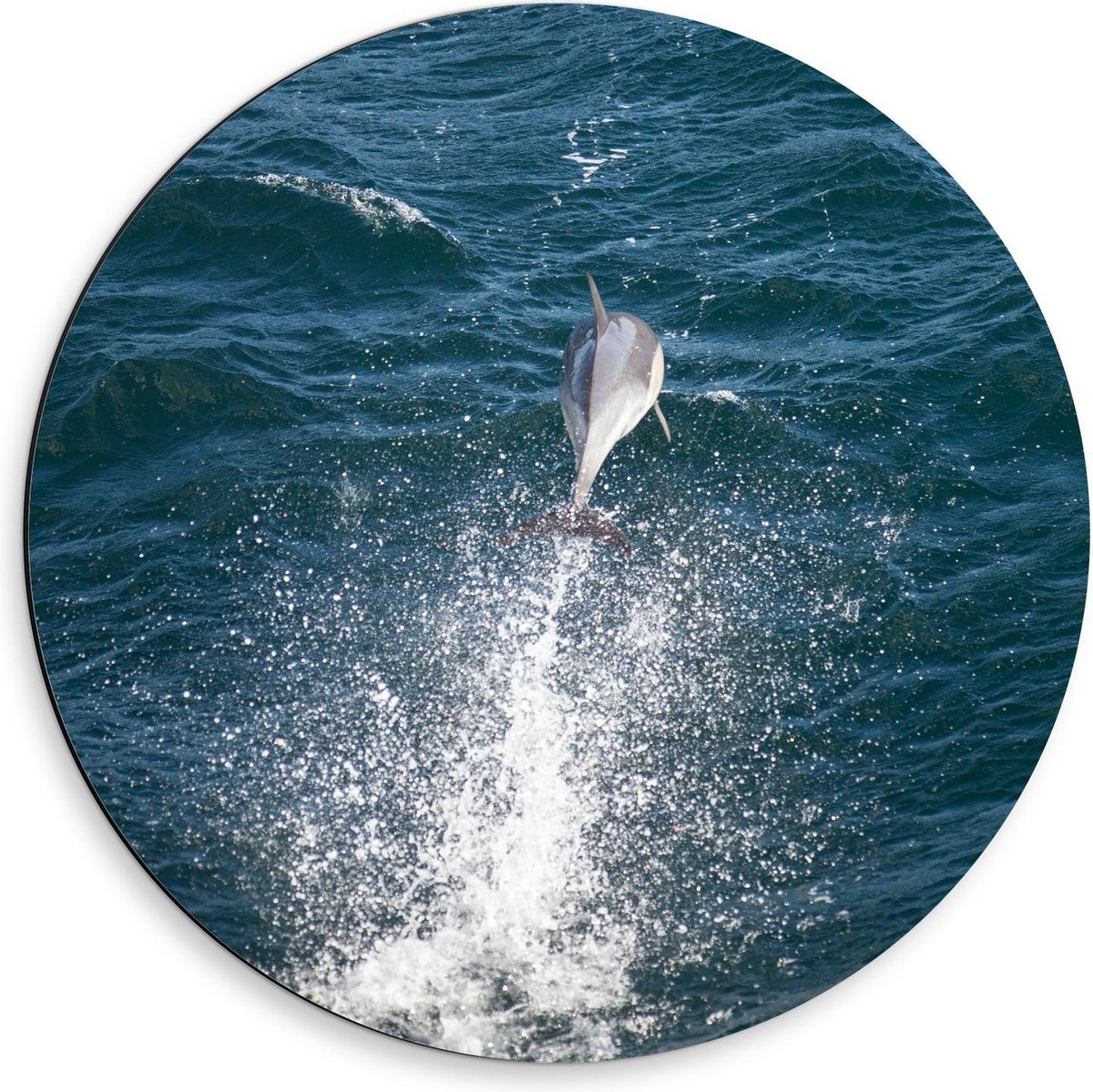 Dibond Wandcirkel - Enkele Dolfijn in Zee - 50x50cm Foto op Aluminium Wandcirkel (met ophangsysteem) op Prijzenvolger.com