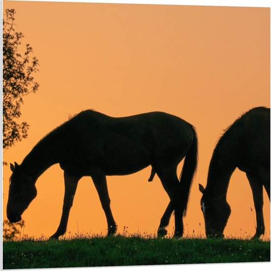 Forex - Silhouet van 2 Grazende Paarden - Foto op Forex