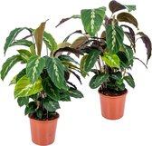 Calathea 'Maui Queen' per 2 stuks | Luchtzuiverende kamerplant in kwekerspot ⌀17 cm - ↕65 cm