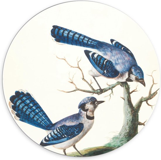 Forex Wandcirkel - Twee Blauwe Vogels bij Boom - 70x70cm Foto op Wandcirkel (met ophangsysteem)