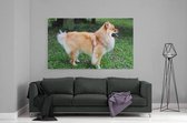 Schilderij - Chowchow hond — 100x70 cm