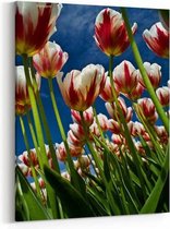 Schilderij - Tulpen in Holland — 60x90 cm