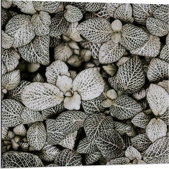 Dibond - Blaadjes van Planten - 80x80cm Foto op Aluminium (Met Ophangsysteem)