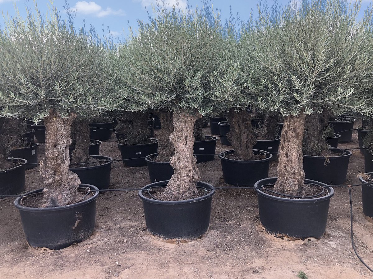 Sunny Tree Olijfboom - Olea Europea - Winterharde Groenblijvende Olijfboom op Stam - 240 cm Incl. Pot - 100 jaar Oud - Vruchtdragend - Winterhard tot -18