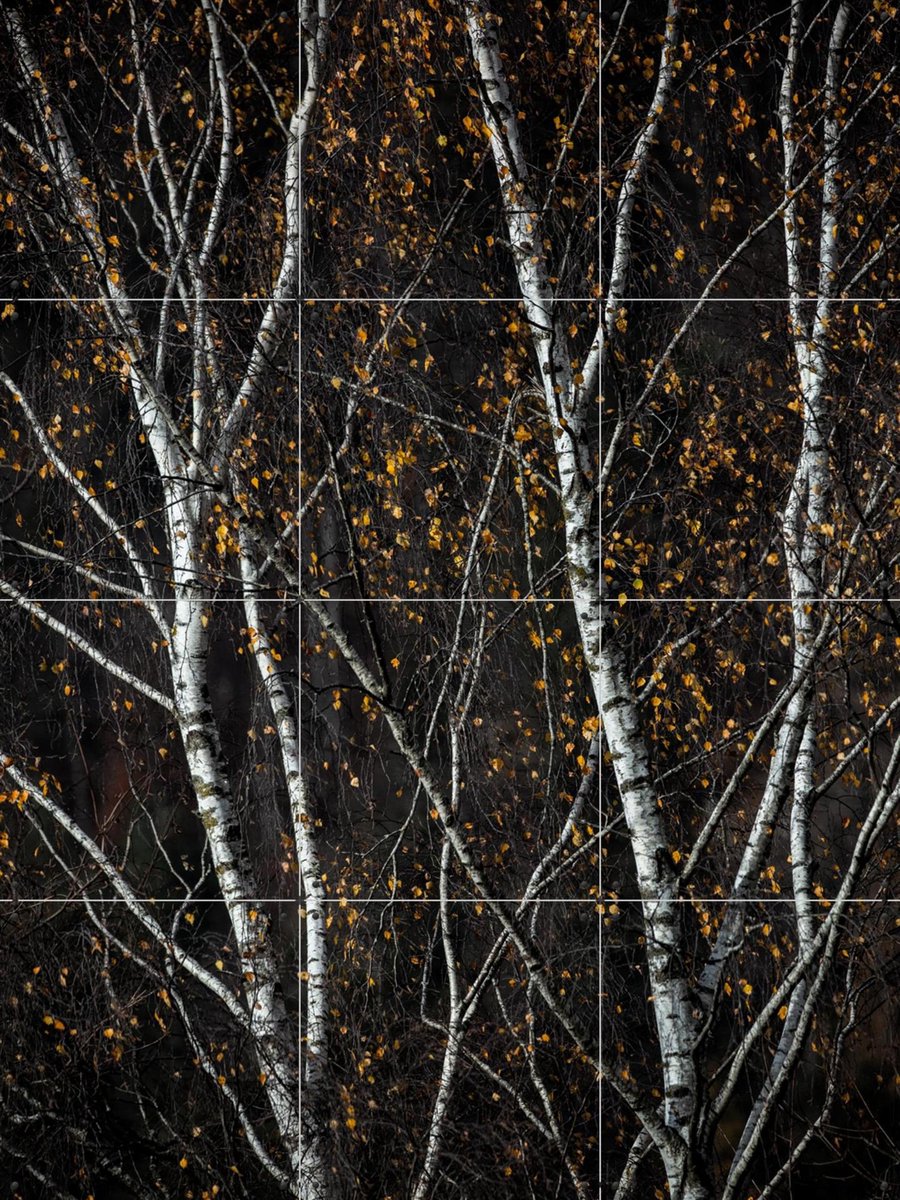 IXXI Birch Trees Dark, Mareike Böhmer - 60 x 80 cm - Gratis ophangtool - Grote wanddecoratie en posters - Realisme, Fotografie, Minimalisme