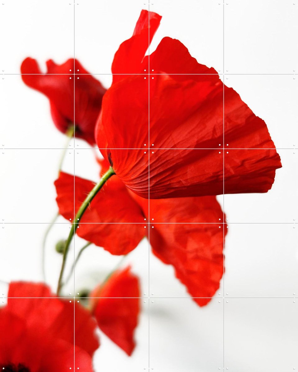 IXXI Poppies, Angelo Cerantola - 80 x 100 cm - Gratis ophangtool - Grote wanddecoratie en posters - Fotografie, Kleurrijk, Slaapkamer, Woonkamer