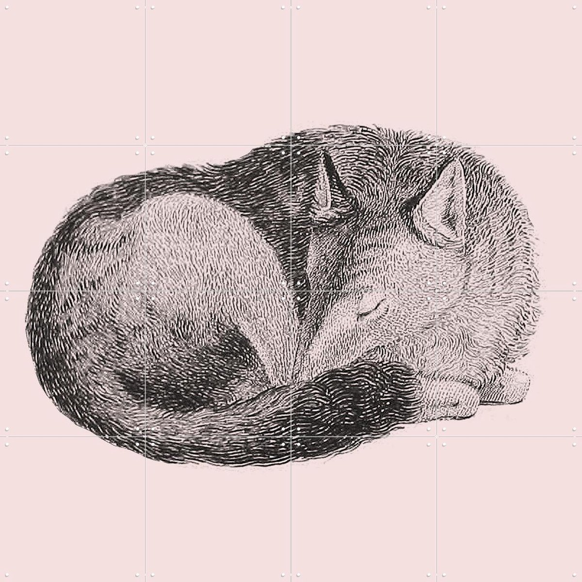 IXXI Sleeping Fox pink, IXXI - 80 x 80 cm - Gratis ophangtool - Grote wanddecoratie en posters - Line art, Illustraties, Houtsnede, Kinderkamer