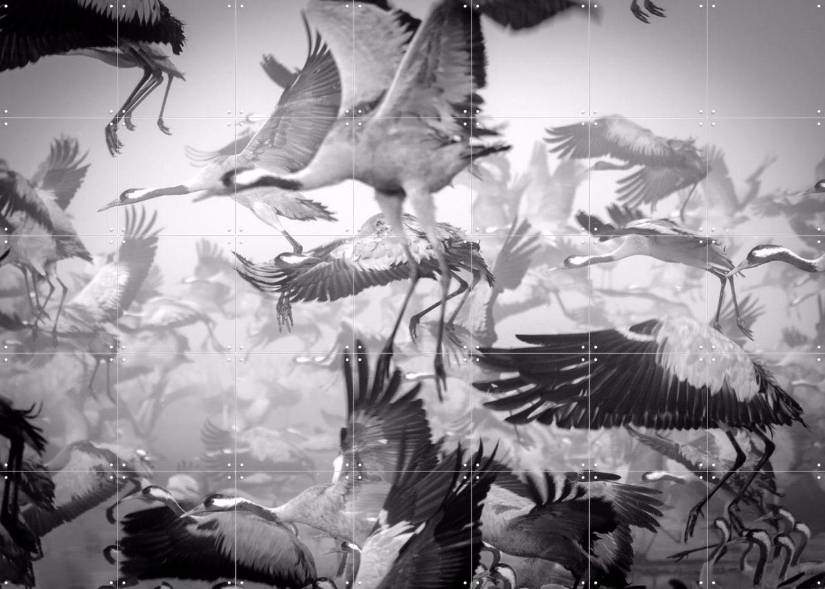IXXI Bird Migration, Ido Meirovich & Various - 140 x 100 cm - Gratis ophangtool - Grote wanddecoratie en posters - Fotografie, Woonkamer, Slaapkamer