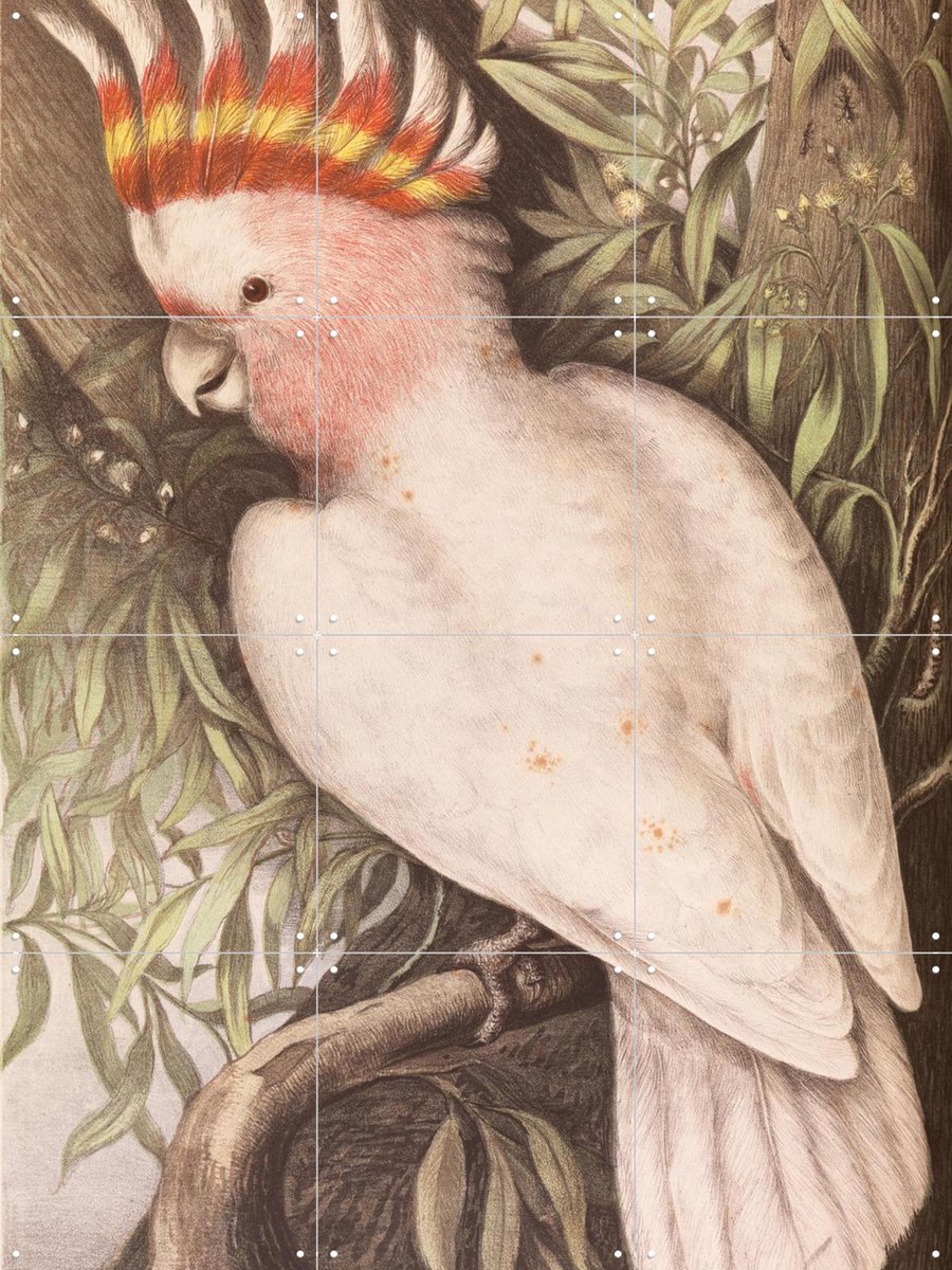 IXXI Cockatoo, Aster Edition - 60 x 80 cm - Gratis ophangtool - Grote wanddecoratie en posters - Naturalisme, Klassiek, Illustraties, Woonkamer