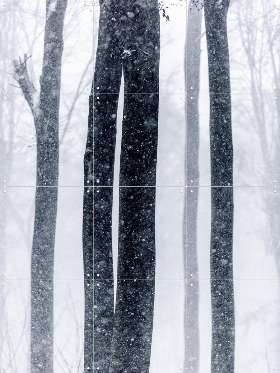 IXXI Snow Trees 2, Mareike Böhmer - 60 x 80 cm - Gratis ophangtool - Grote wanddecoratie en posters - Fotografie, Woonkamer, Slaapkamer, Bossen