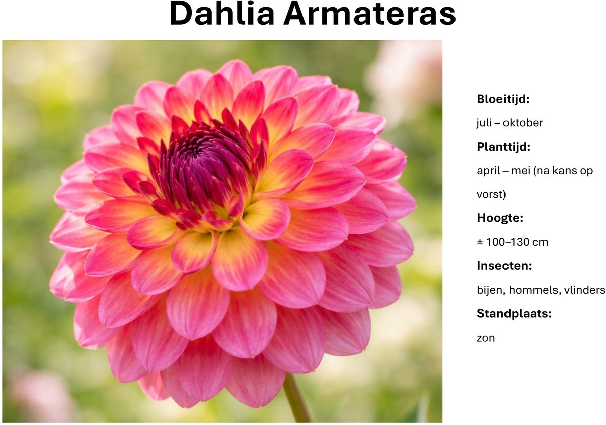 Dahlia knollen - Dahlia Armateras - Roze Dahlia - 3 knollen