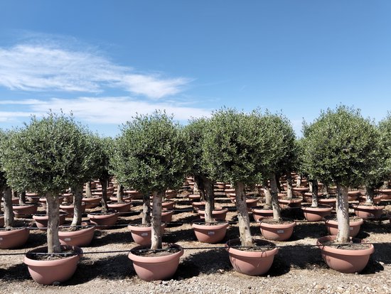 Sunny Tree - Winterharde Olijfboom Olea Europaea op Stam – 45 Jaar – 200 cm – Bolvormige Kroon – Vruchtdragend – Voor Buiten & Pot – Mediterrane Tuinplant – Vorstbestendig tot -18°C