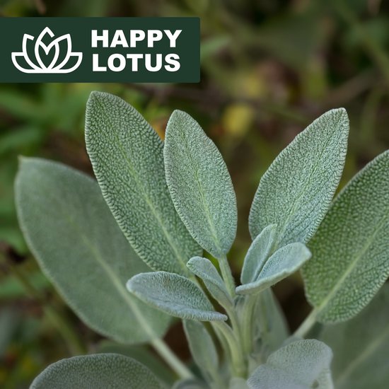 Sage bladeren close-up met de tekst "Happy Lotus".