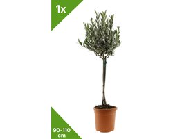 GARDENZO - Olijfboom op stam 90-110cm (Olea europaea) - Ø19cm pot - Winterhard