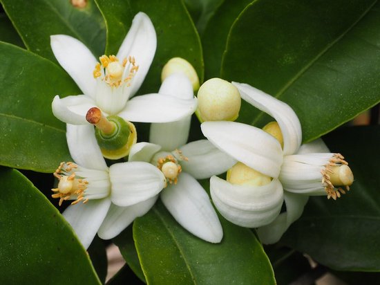 Witte oranjebloesem bloemen met gele stampers en kleine groene vruchtbeginsels, omringd door groene bladeren.