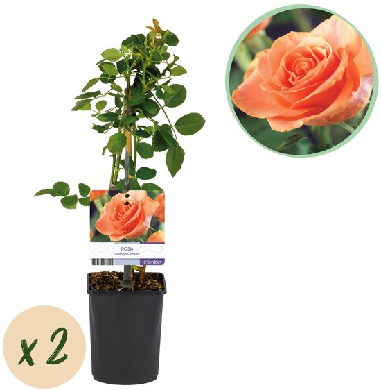 Green boutiQ - Klimroos - Rosa Orange Climber - Bloem Oranje - Weinig onderhoud - 2 planten - Pot 11cm Hoogte 40cm