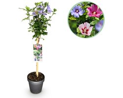 Green boutiQ - Tuinplant - Hibiscus syriacus Tricolour - Plant op stam - Terras Plant - Bladverliezend - Weinig Onderhoud - Pot 19cm Hoogte 90cm
