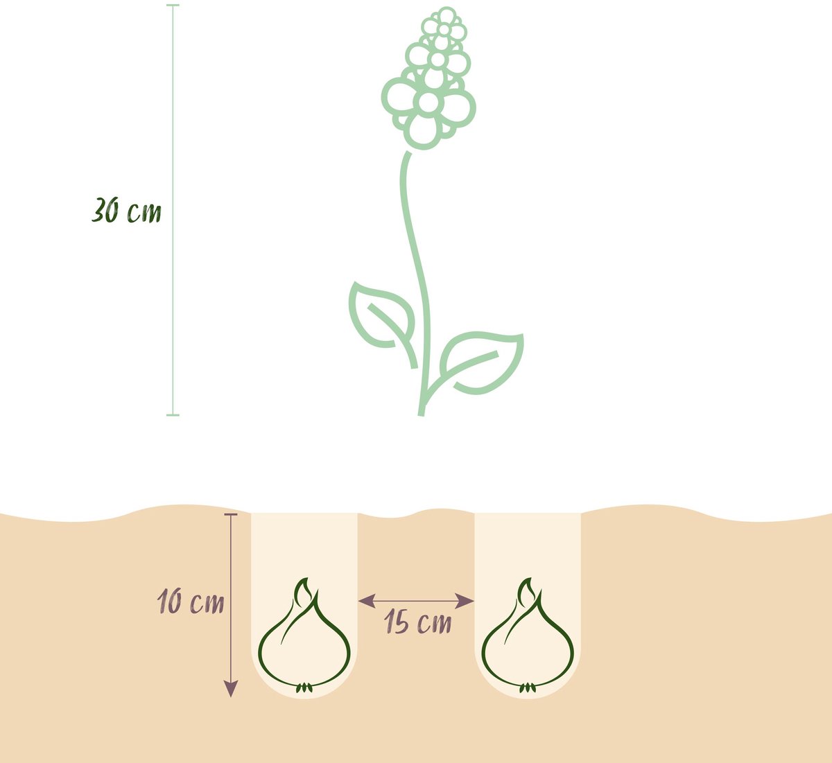 Green boutiQ - 50x Muscari White Magic - Witte druifhyacint - Wit - Verwilderingsbol - Bolmaat 6/7