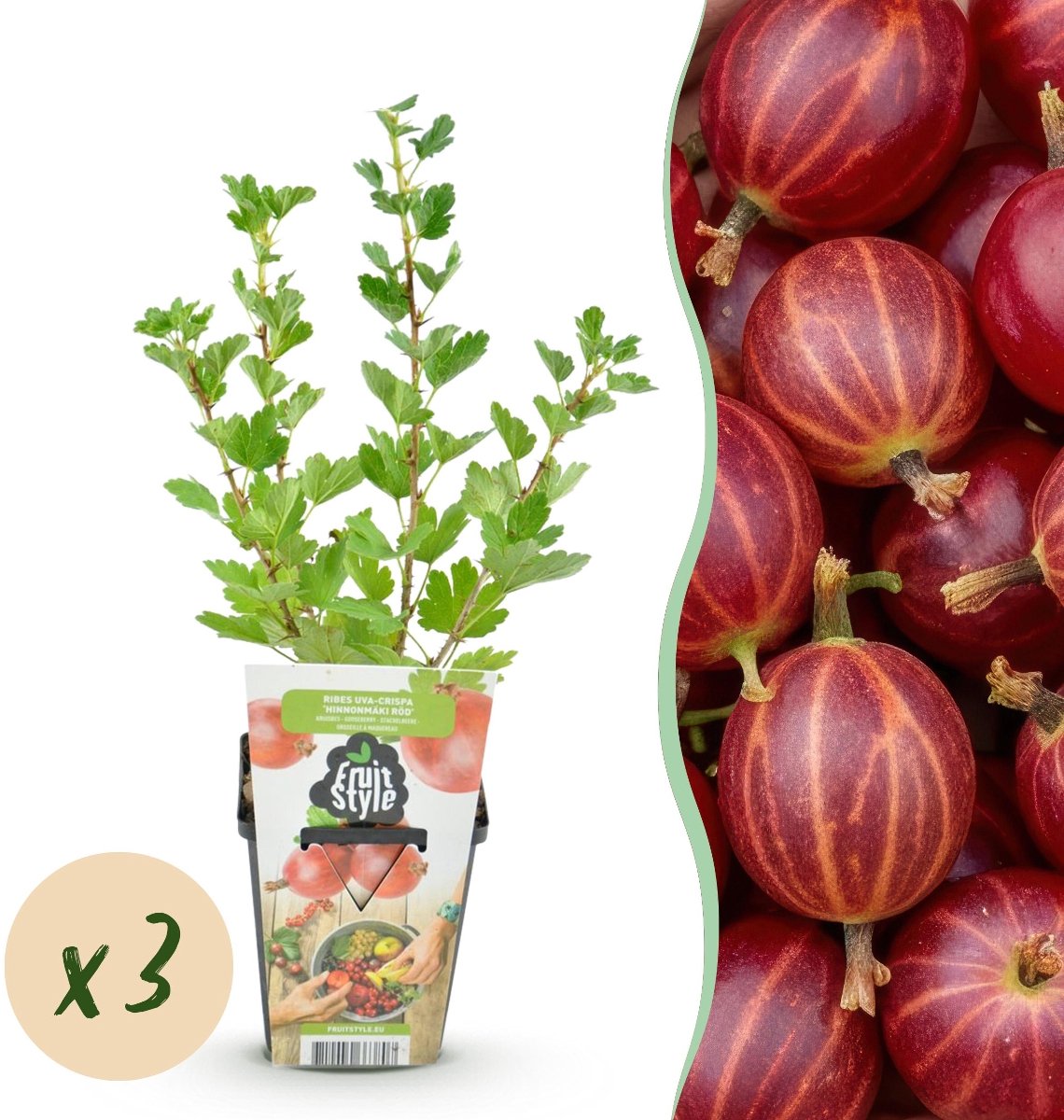 Green boutiQ - Fruitplanten - Kruisbes - Ribes uva-crispa Hinnonmaki Rod - Winterhard - 3 Planten - Pot 9 cm - Rode Bes