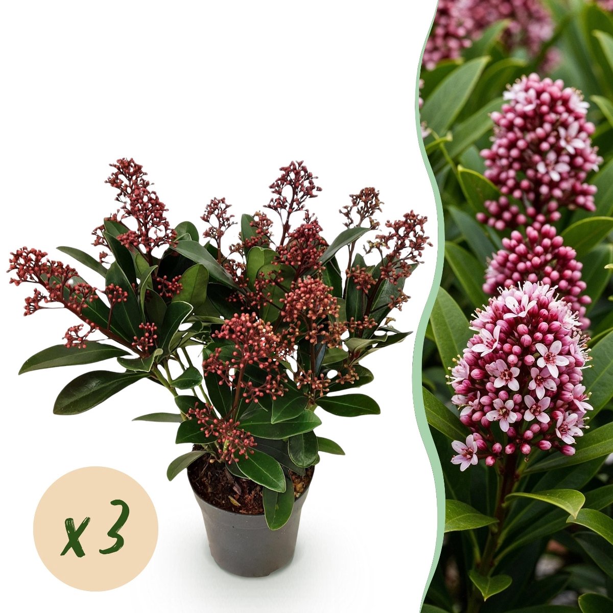 Green boutiQ - Terrasplant - Skimmia japonica Rubella - Bloem Rood - 10+ Bloemen - 3 Planten - Winterhard - Pot 10,5cm Hoogte 25cm