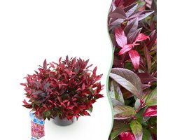 Green boutiQ - Tuinplant - Leucothoe Zeblid - Rood - 1 Plant - Groenblijvend - Weinig Onderhoud - Pot 17cm Hoogte 45cm