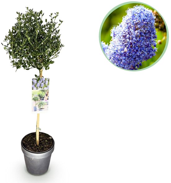 Green boutiQ - Plant op Stam - Ceanothus impressus Victoria - Terras Plant - Bladhoudend - Winterhard - Paarse Bloem - Pot 19cm Hoogte 90cm
