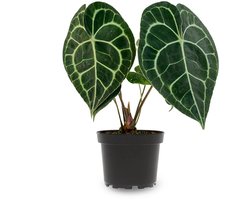 JUNAVERA Anthurium clarinervium terrariumplant | fluweelblad met witte nerven | 7 cm pot | 15 cm hoog
