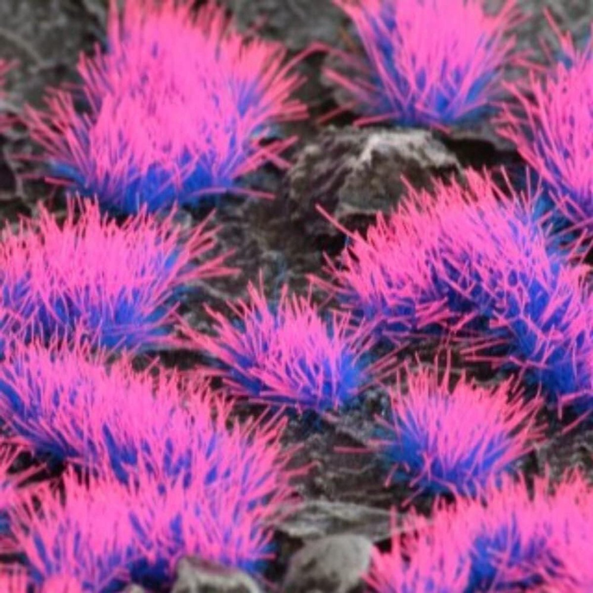 Miniatuur Grasplukjes Neon Blauw Roze 4mm - Sci-Fi Modelbouw Decoratie