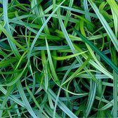 12x Carex Irish Green - Zegge in p9 (0,5 liter) pot