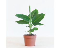 JUNAVERA Musa Tropicana bananenplant | tropische terrariumplant voor huis en woonkamer | 12 cm pot | 35 cm hoog