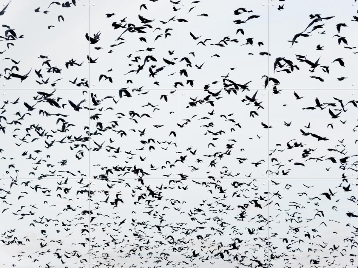 IXXI 999 Birds, Photolovers - 80 x 60 cm - Gratis ophangtool - Grote wanddecoratie en posters - Fotografie, Vogels, Natuur