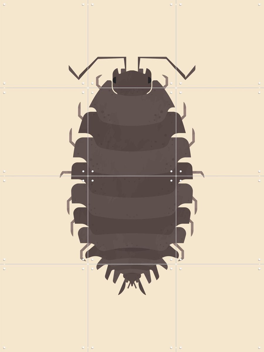 IXXI Woodlouse, Studio Kars + Boom - 60 x 80 cm - Gratis ophangtool - Grote wanddecoratie en posters - Digitale Kunst, Grafisch Ontwerp, Illustraties