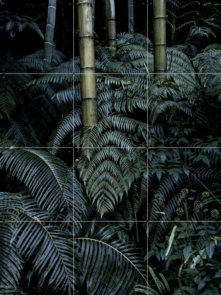 IXXI Bamboo Bush, Photolovers - 60 x 80 cm - Gratis ophangtool - Grote wanddecoratie en posters - Realisme, Naturalisme, Minimalisme, Fotografie