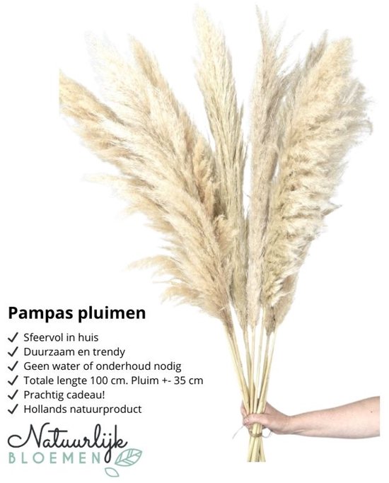 Pampas pluimen - XL Fluffy Pampas grass - 3 stuks - Beige - Naturel - Natuurlijk Bloemen