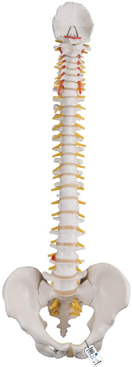 Mini-torso met Flexibele Wervelkolom en Anatomiesoftware