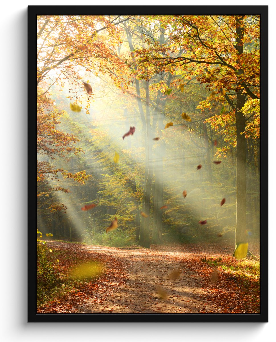 FrameYourWall Poster in lijst - Fotolijst 50x70 cm - Posters - Bos - Bomen - Herfst - Zon - Herfstbladeren - Natuur - Posterlijst zwart - Decoratie - Wanddecoratie woonkamer - Muurdecoratie slaapkamer Groen