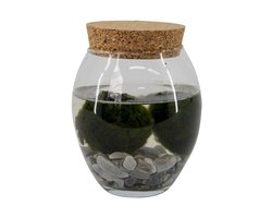 Moerings Bolvaas Met 2 Bollen Chladophlora 12 Centimeter