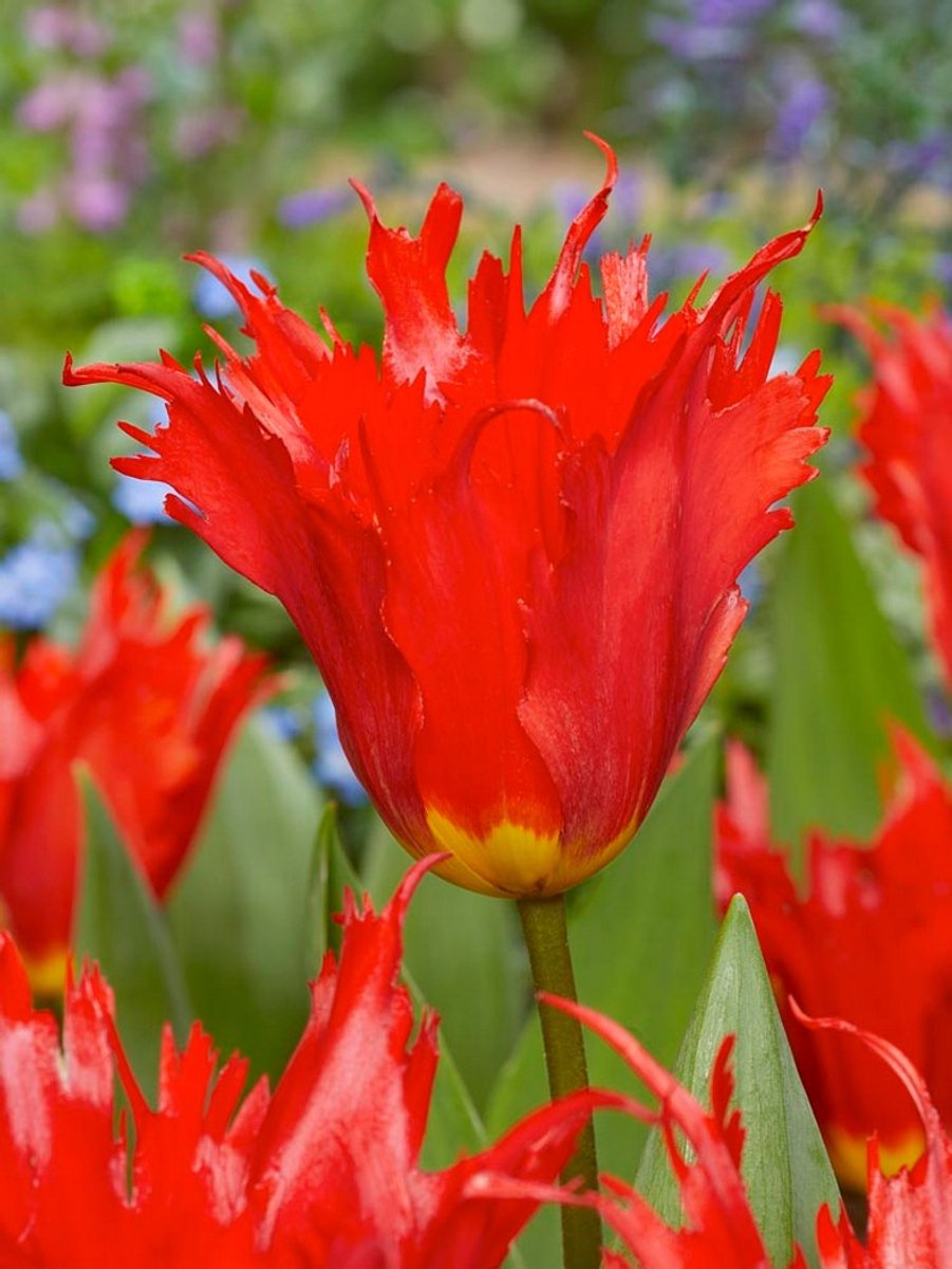 6x Tulpen 'Leo' - BULBi® Bloembollen met bloeigarantie