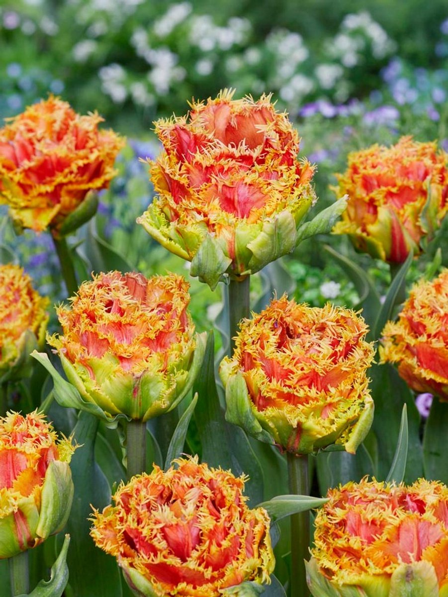 8x Tulpen 'Copperfield' - BULBi® Bloembollen met bloeigarantie
