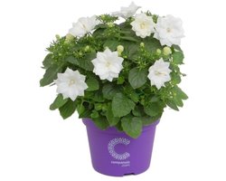 JUNAVERA Campanula isophylla â€˜Atlanta Whiteâ€™ (klokjesbloem) | 20 cm hoog | In 12 cm pot | Witte bloeier voor balkon en terras