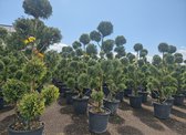 Sunny Tree - Cupressocyparis Leylandii Pom Pon – 150 cm – 18L – Winterhard