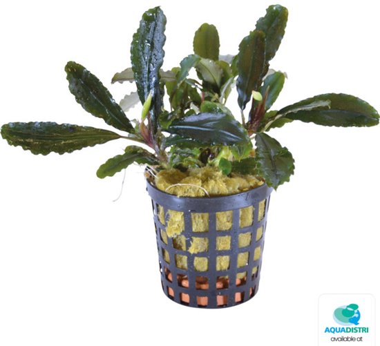 Bucephalandra lamandau kopen