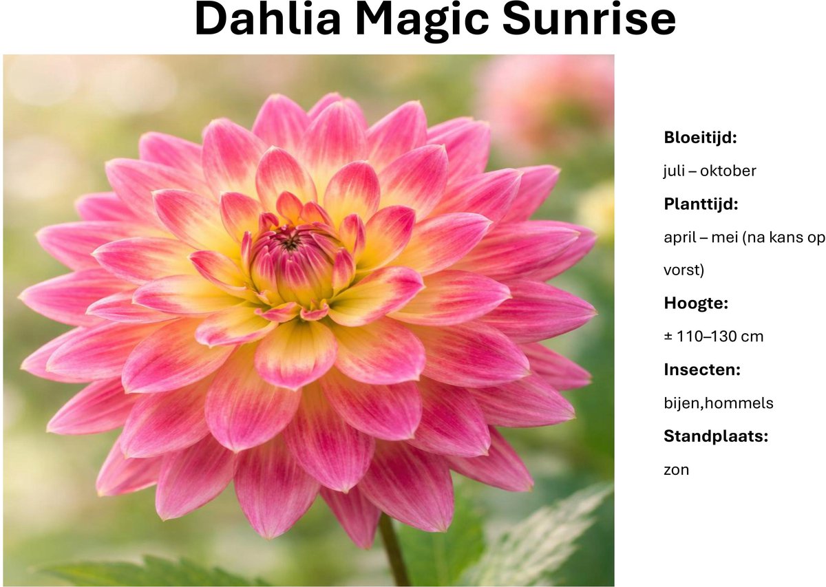 Dahlia knollen - Magic Sunrise - Roze met gele Dahlia - 3 knollen