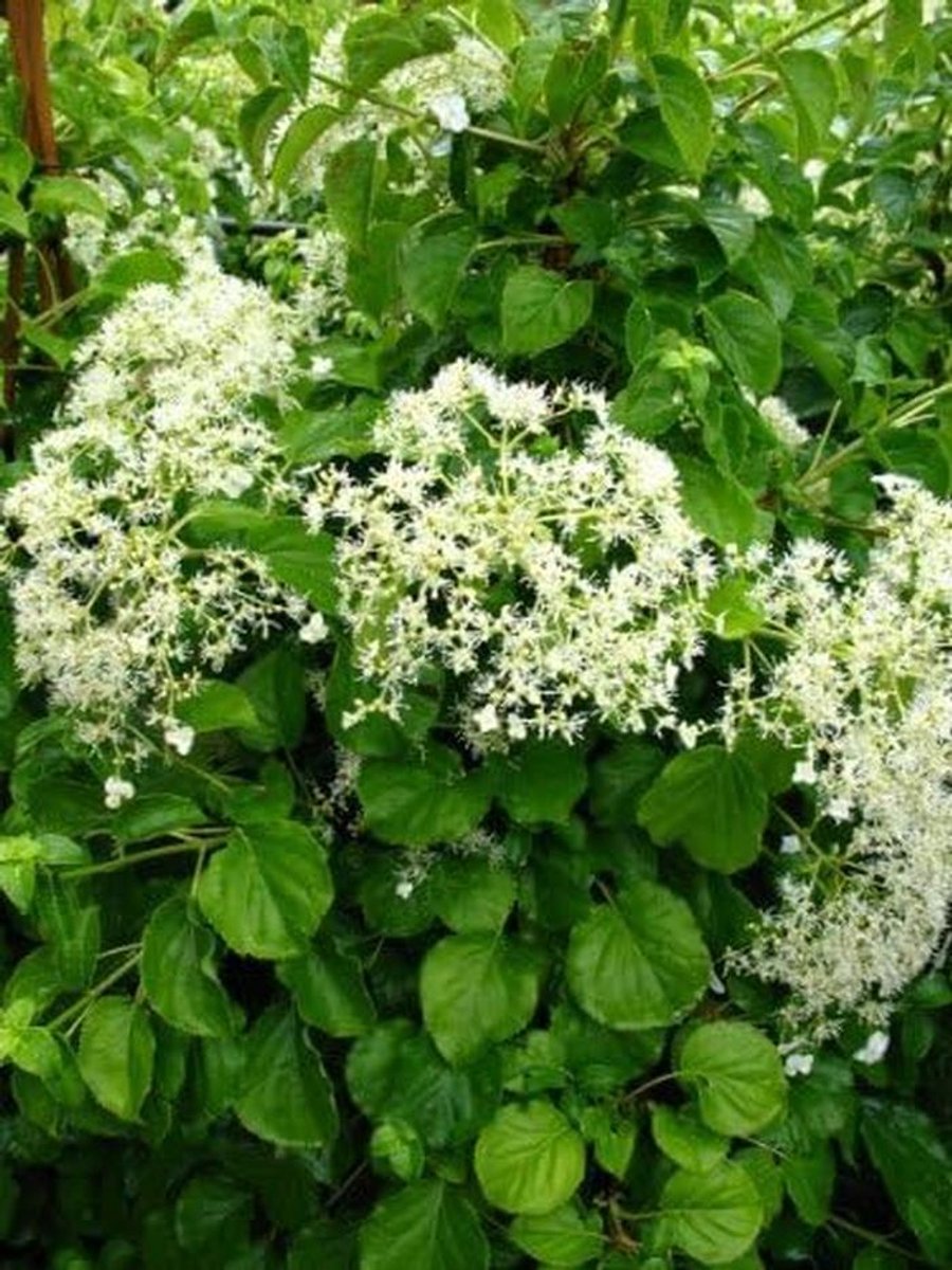 Klimhortensia - Klimplant - Tuin Decoratie - Zelfhechtend - 80 cm