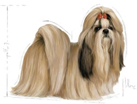 Een staande Shih Tzu hond met lange, beige vacht en een rood strikje in het haar.
