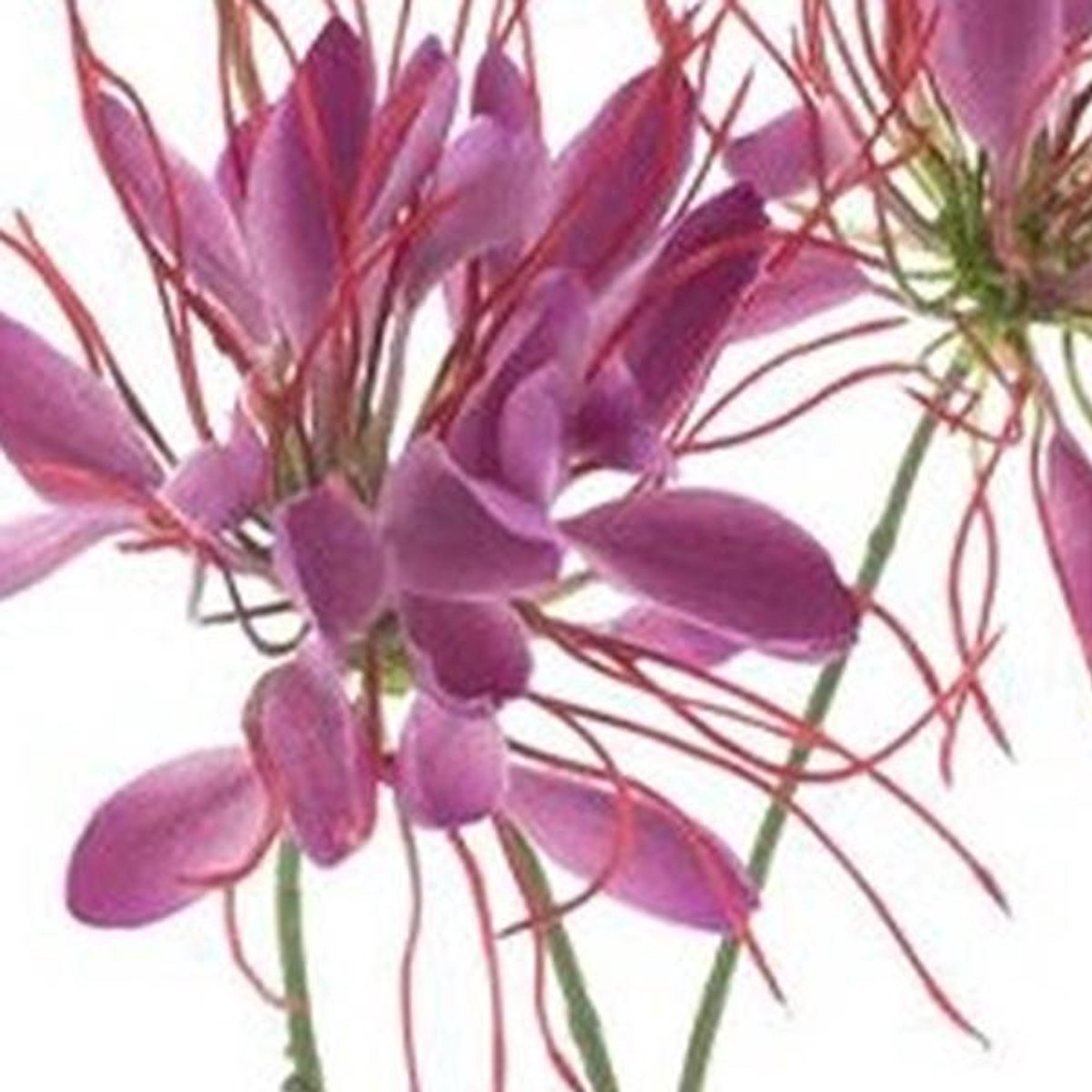 Erutan avon - Spider flower spray beauty 94 cm